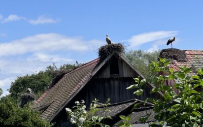 Četvrtaši posjetili Park prirode Lonjsko polje