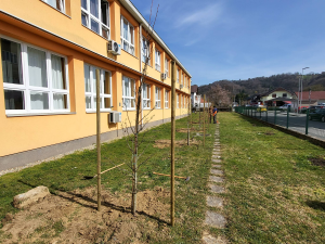Posađeno novo drveće u dvorištu ispred škole